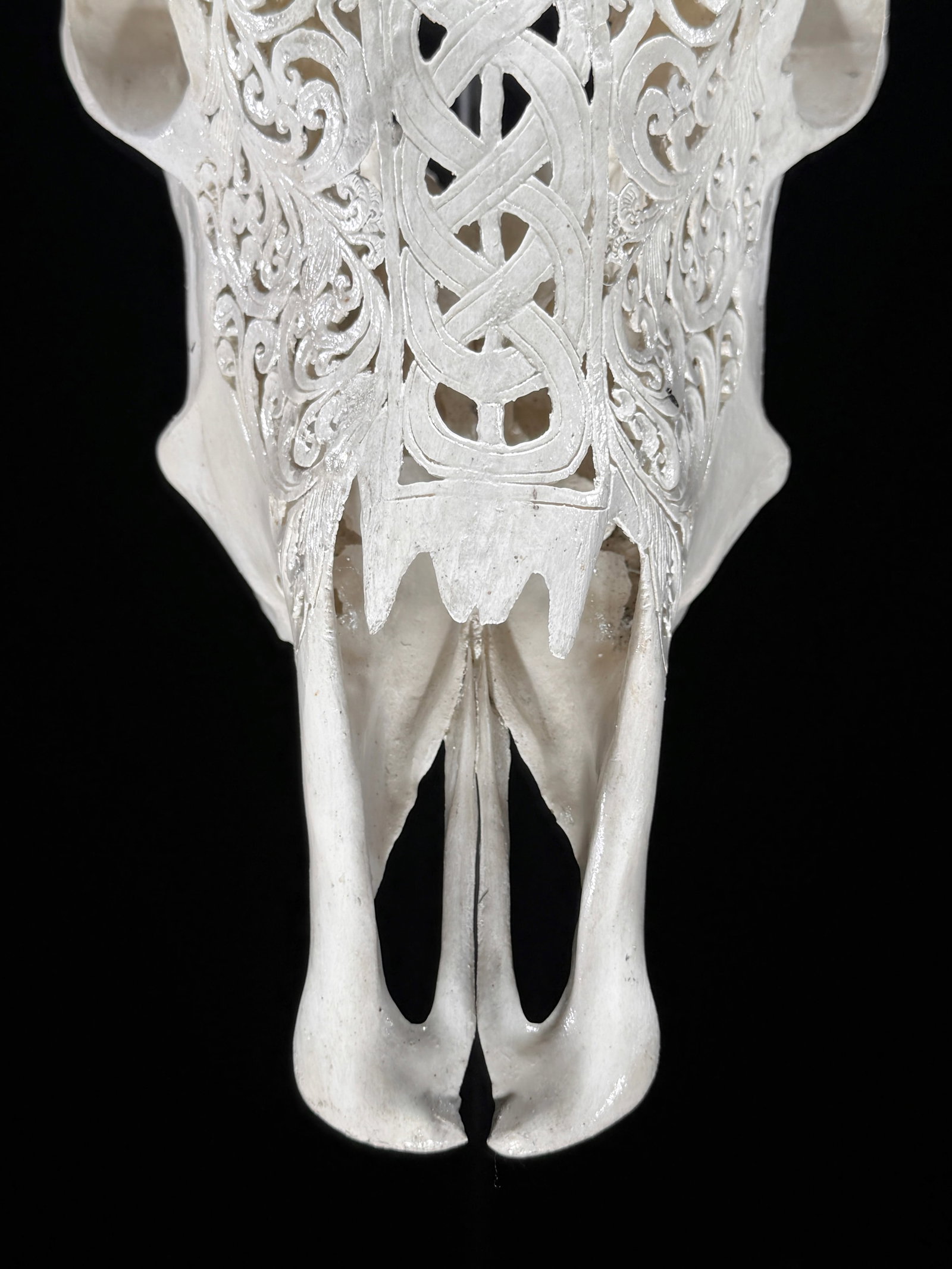 Carved Cow Skull with carved horns - Infinity Motif - 3