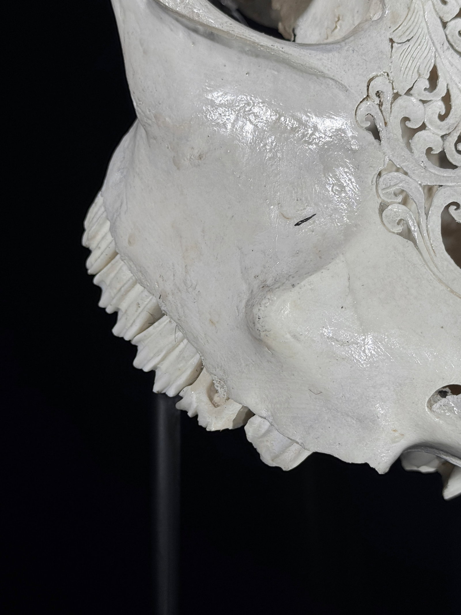 Carved Cow Skull with carved horns - Infinity Motif - 6
