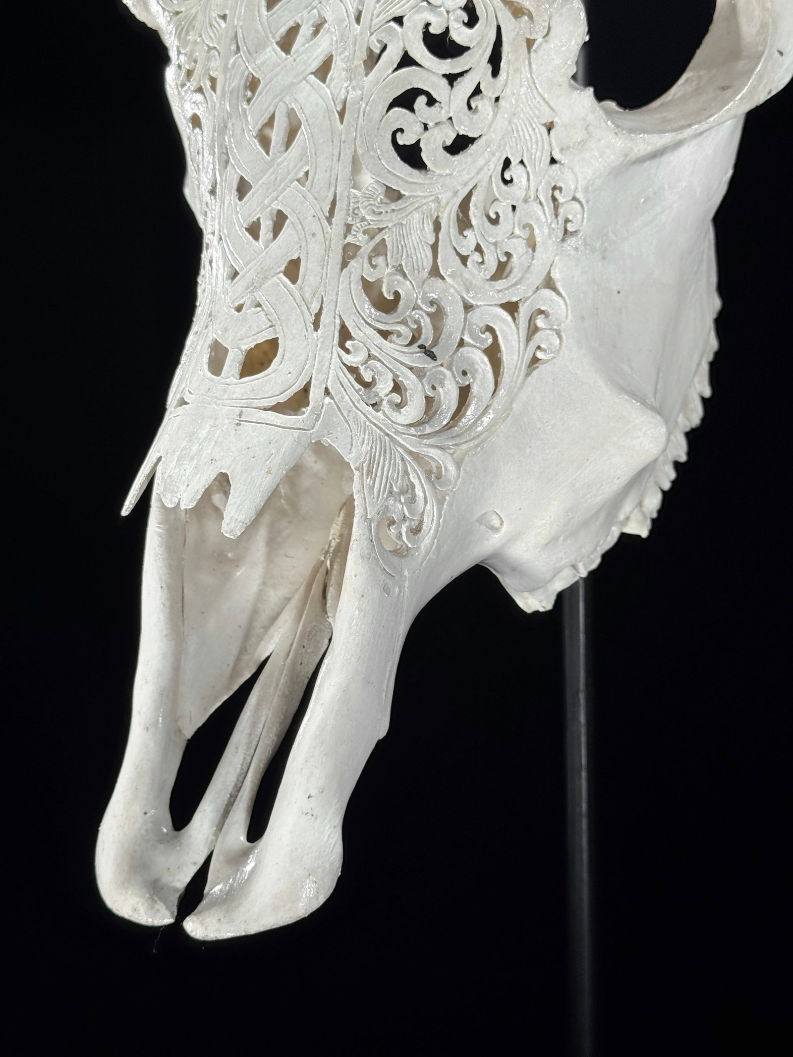 Carved Cow Skull with carved horns - Infinity Motif - 9