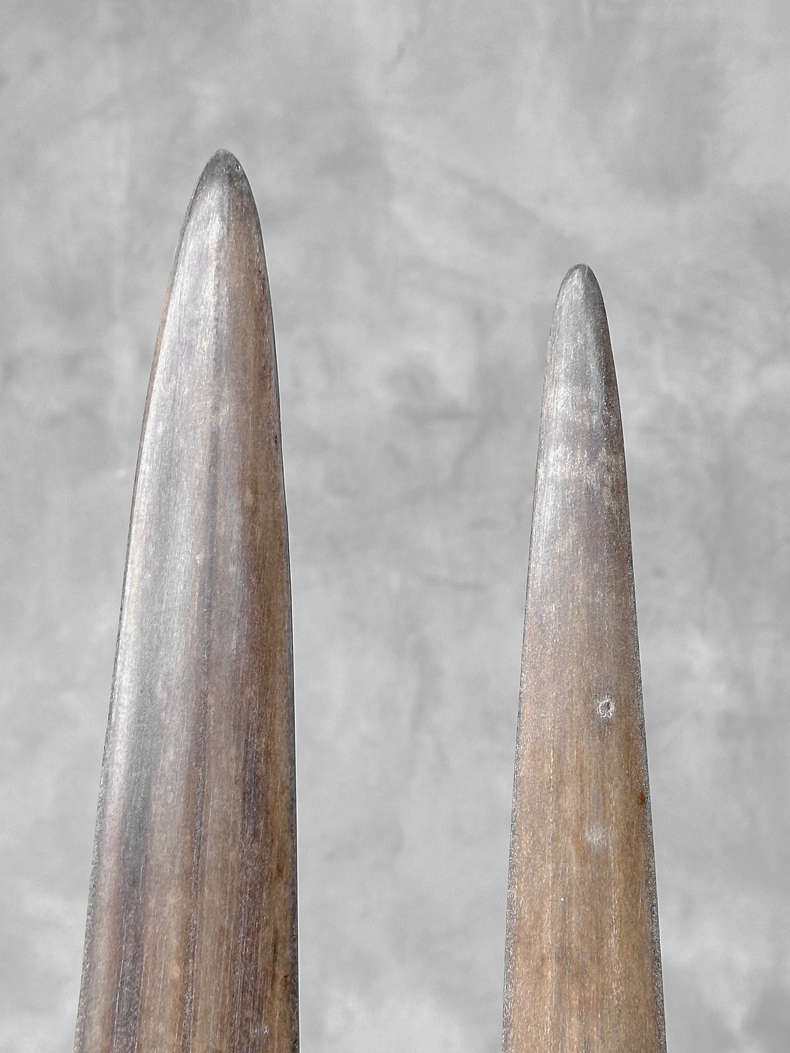 Pair of swordfish tusks with custom stands - 10