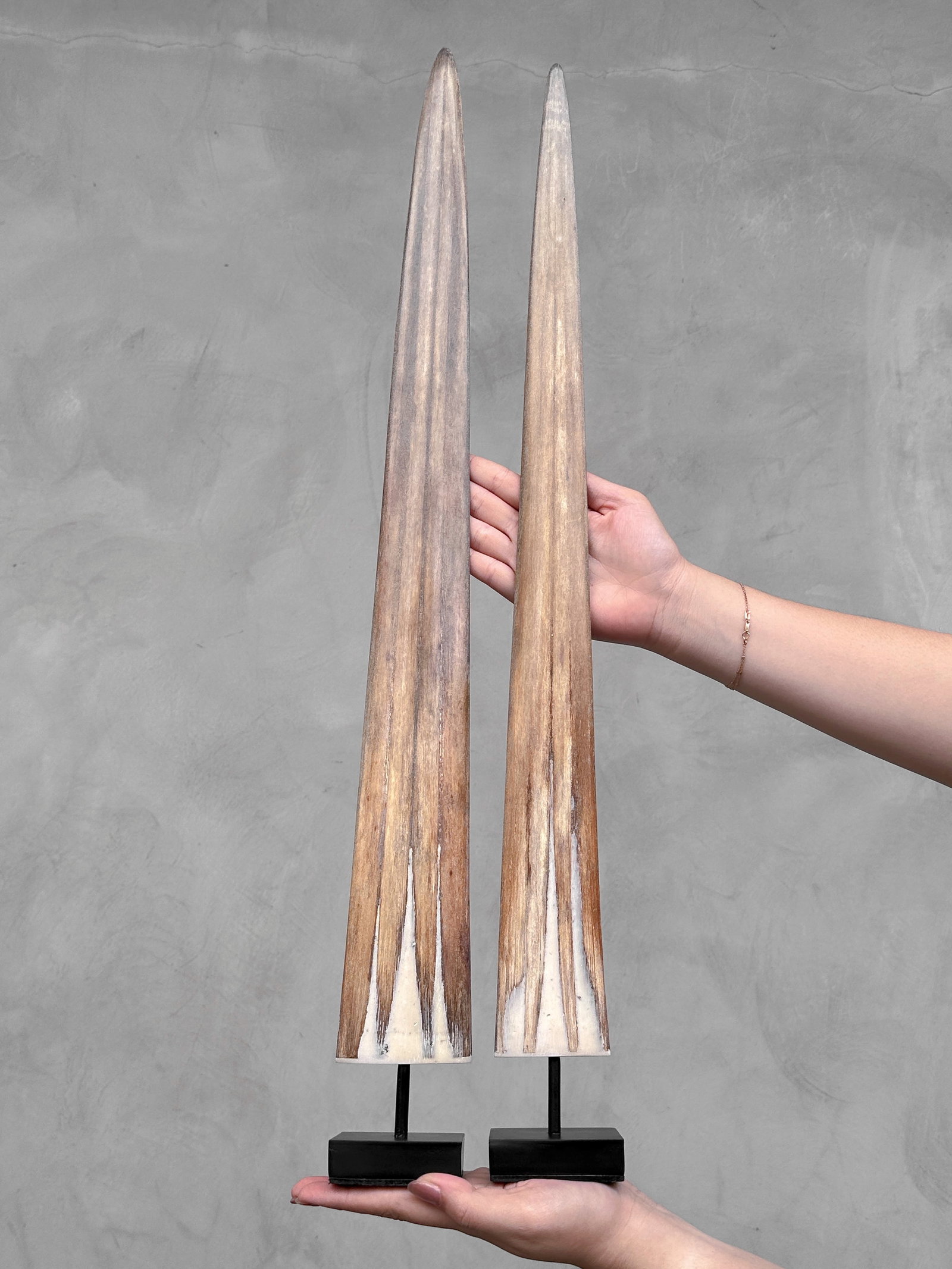 Pair of swordfish tusks with custom stands - 2