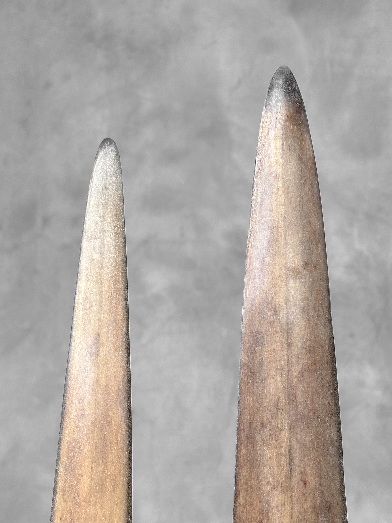 Pair of swordfish tusks with custom stands - 8