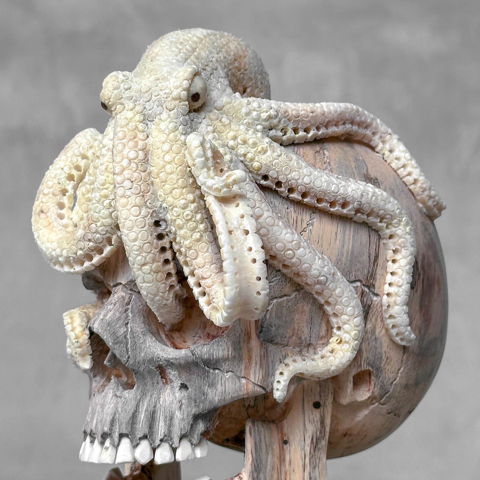Carved human skull with a stunning carved octopus - 2