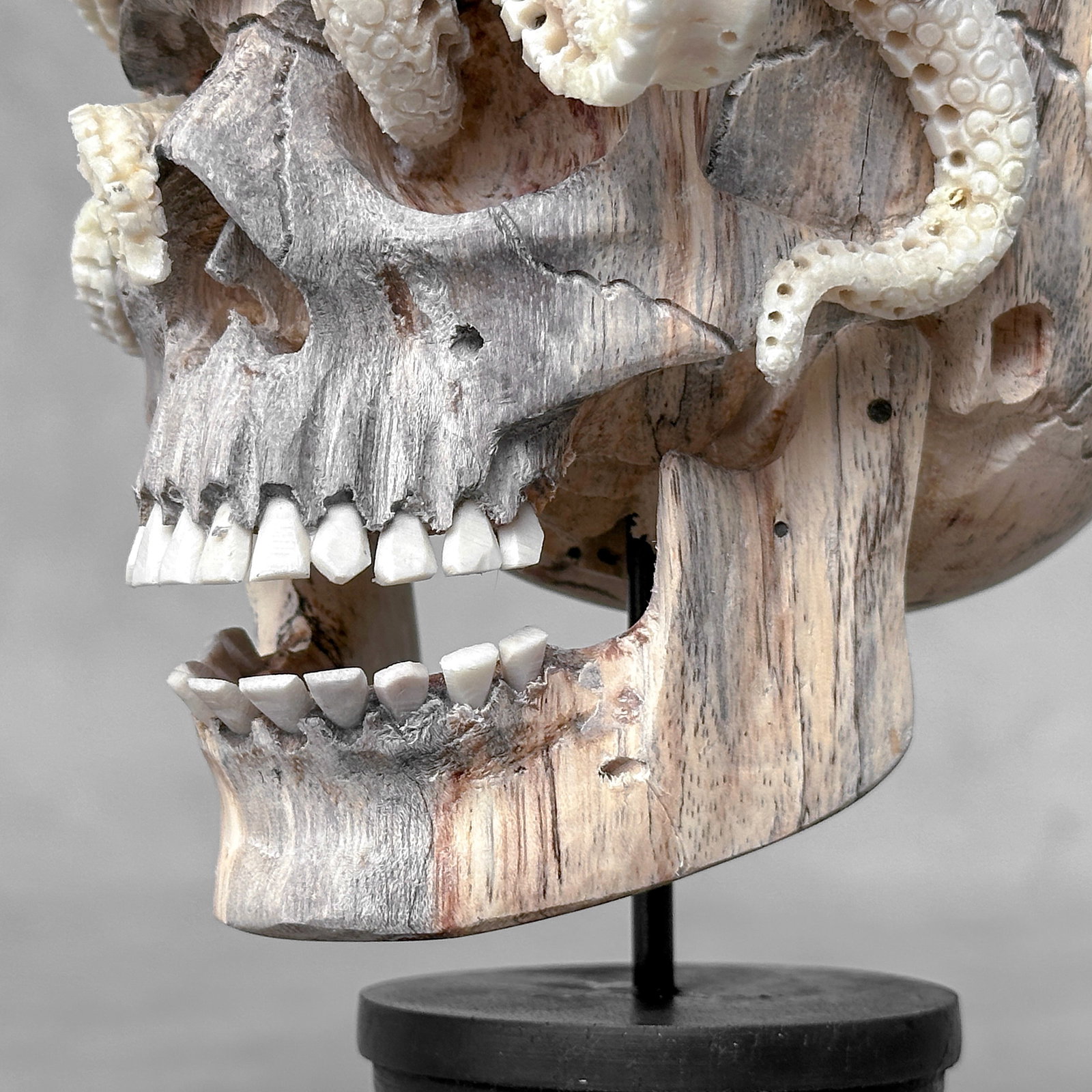 Carved human skull with a stunning carved octopus - 3