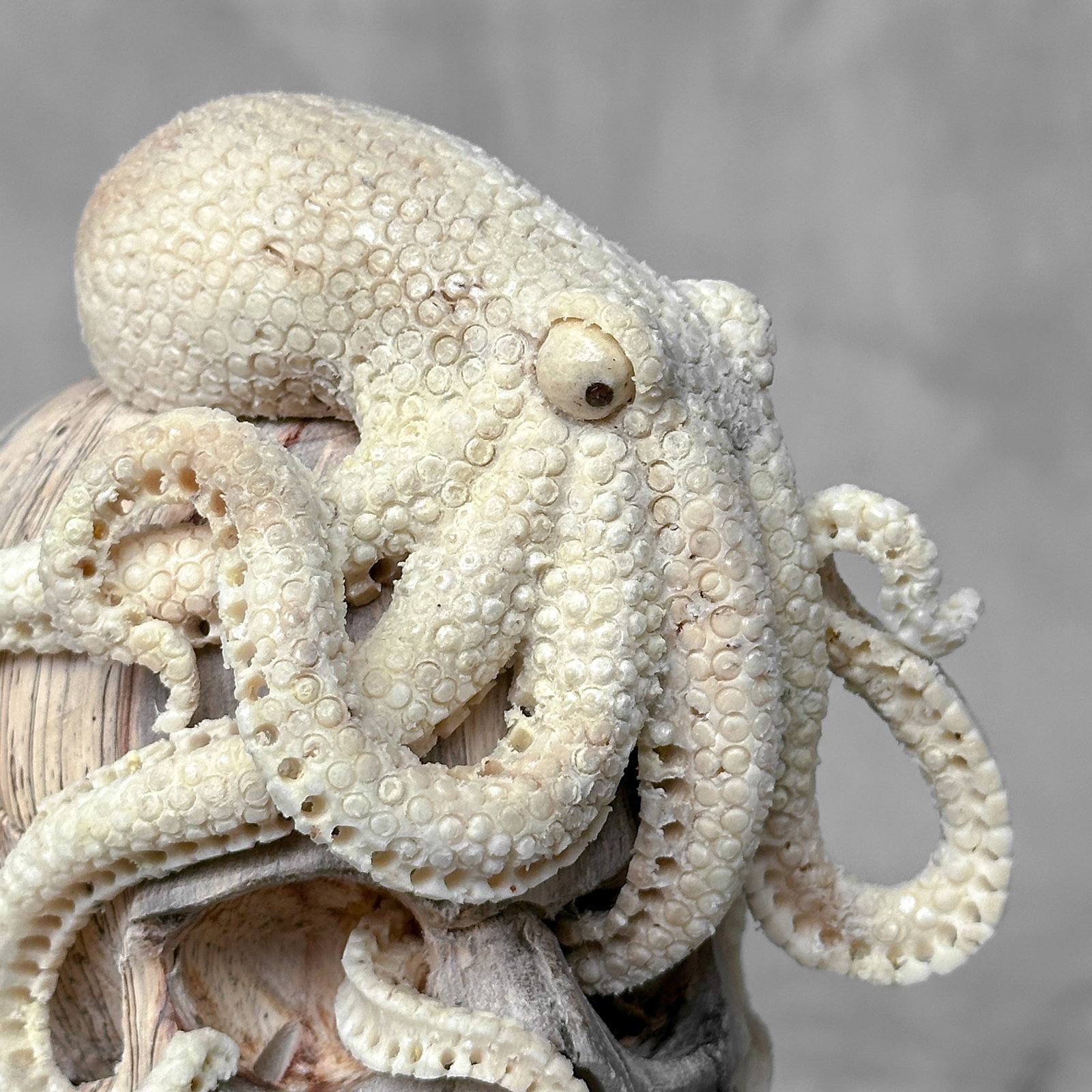 Carved human skull with a stunning carved octopus - 6