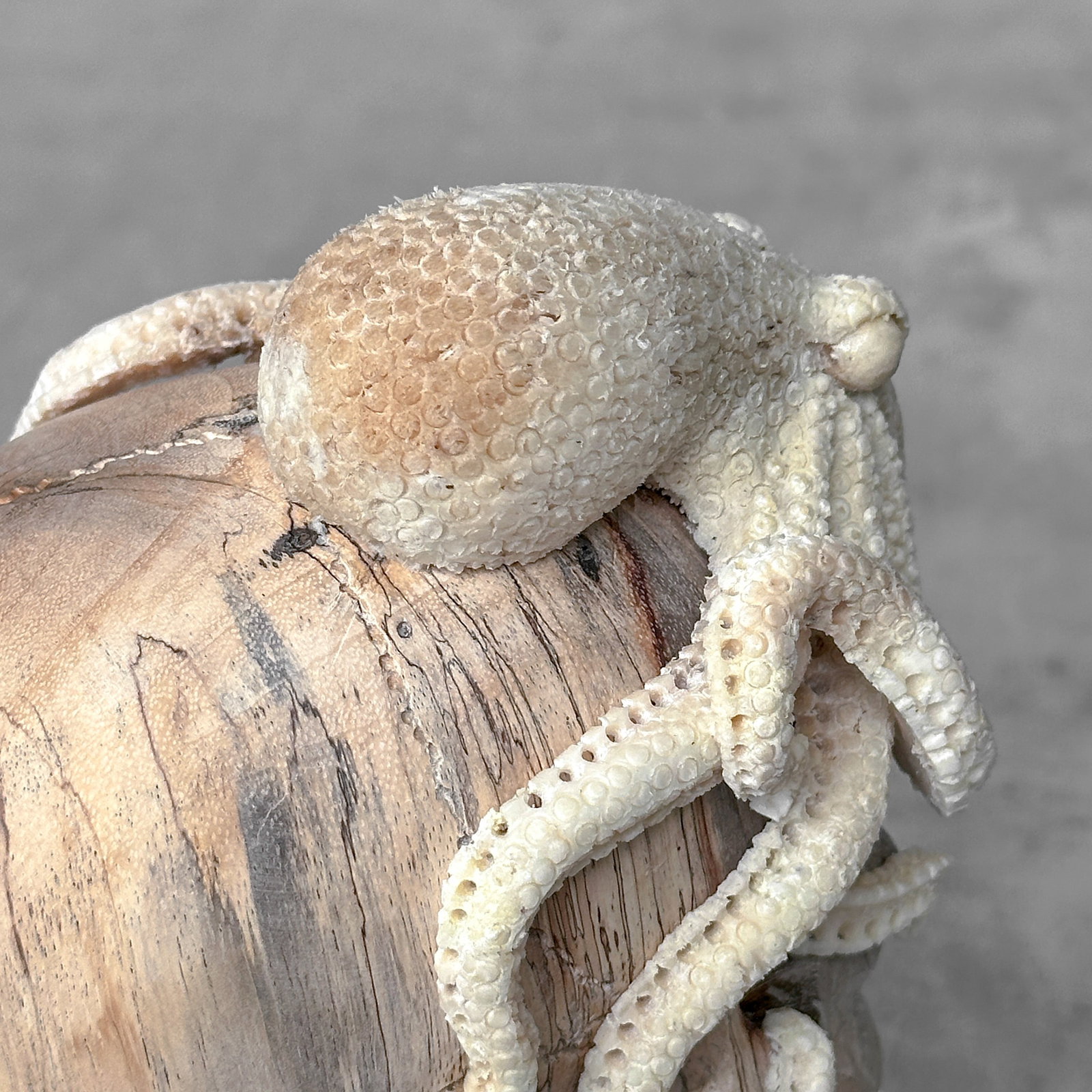 Carved human skull with a stunning carved octopus - 9