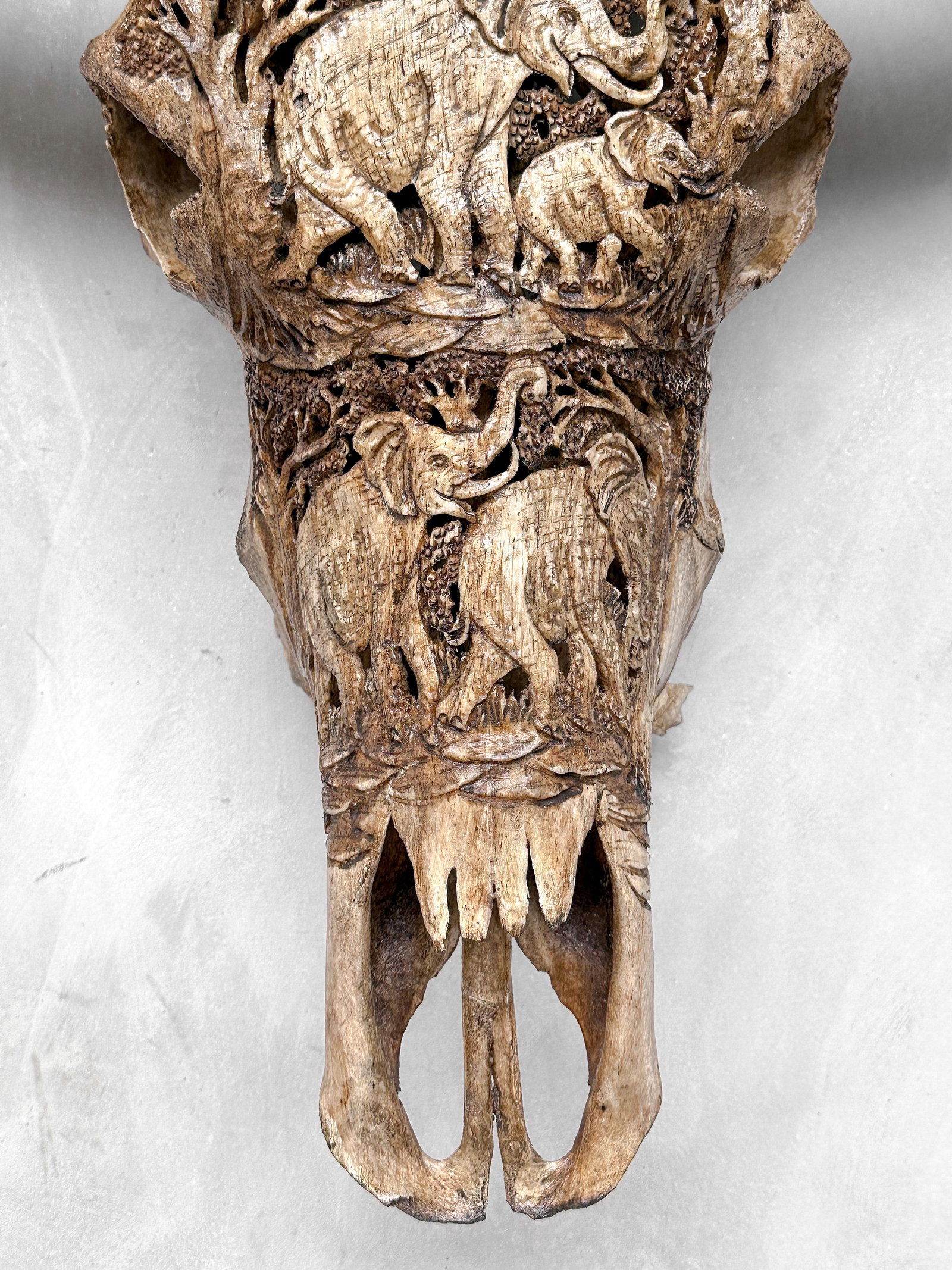 Water buffalo skull - Elephants motif - 4