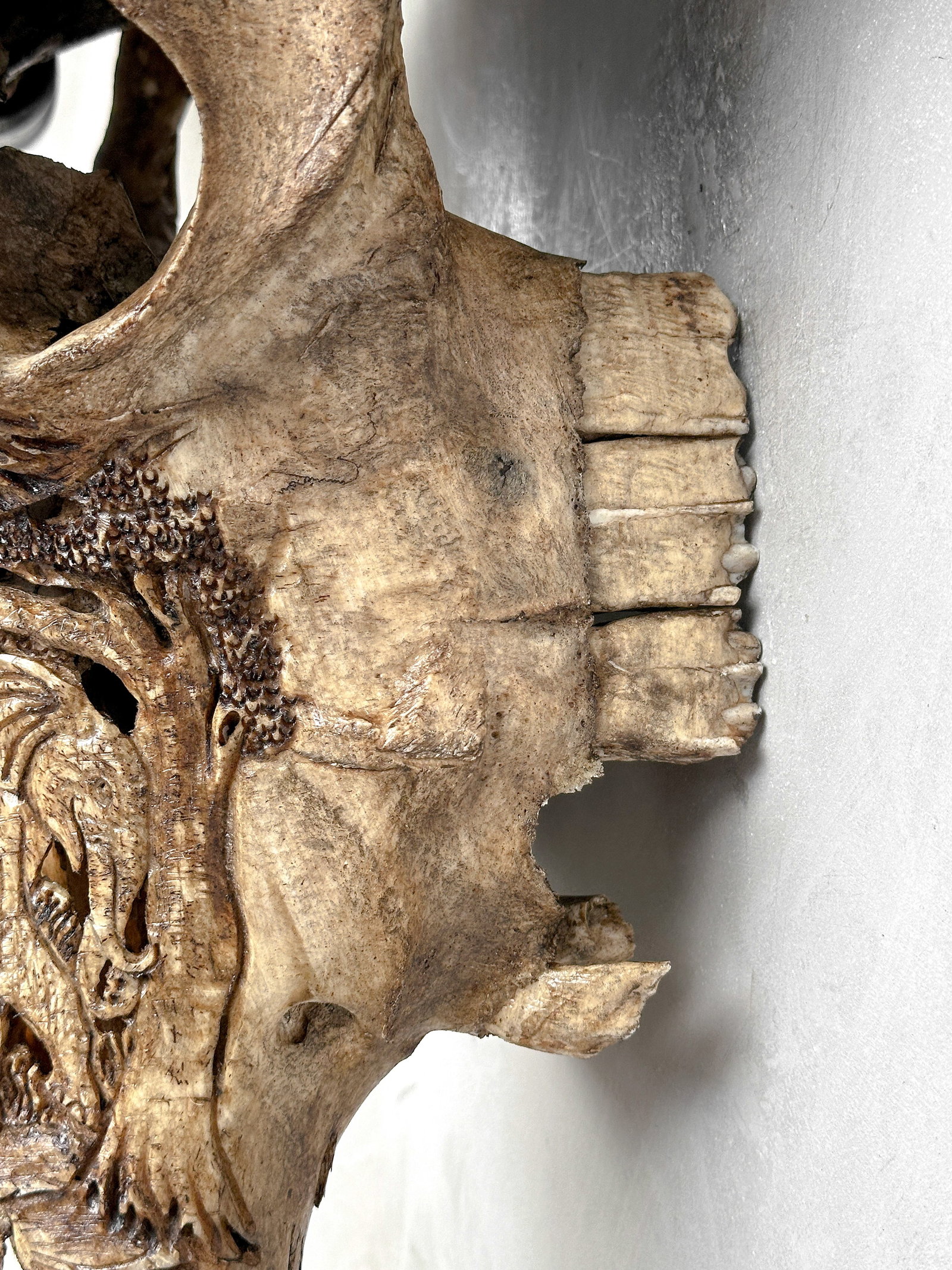 Water buffalo skull - Elephants motif - 8