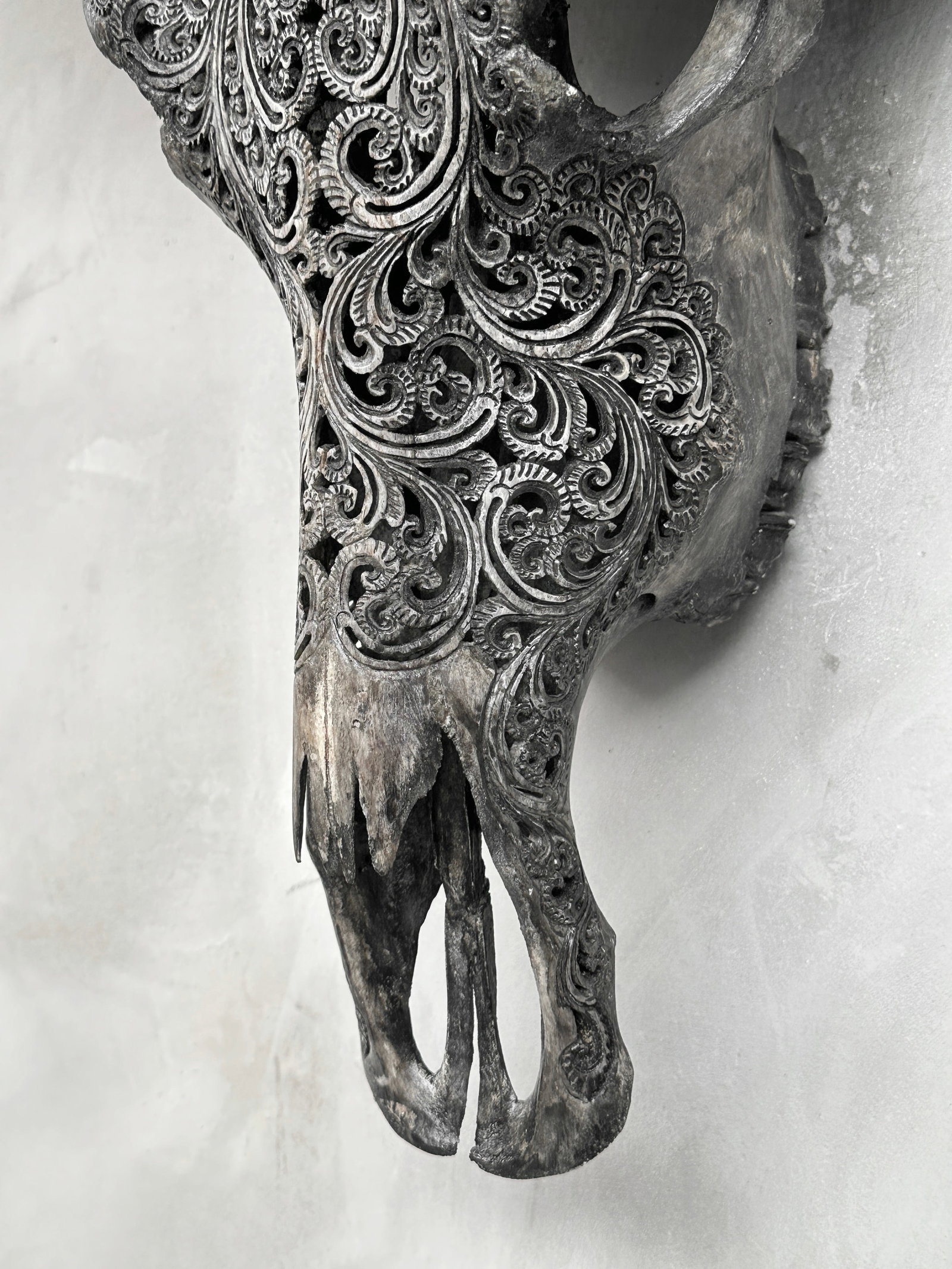 Grey water buffalo skull - Lotus motif - 10