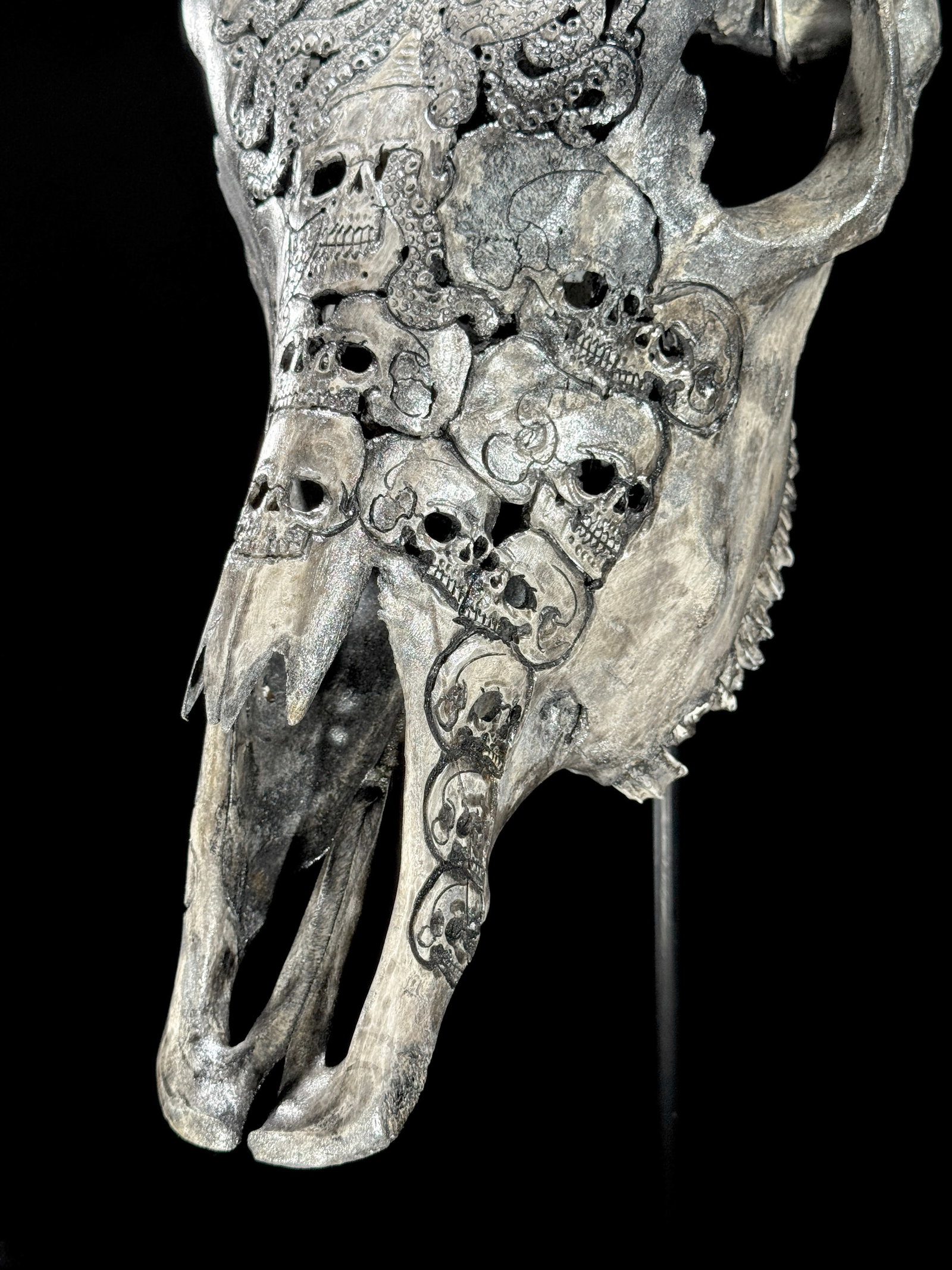 Stunning carved grey bulls' skull - Human skulls octopus motif - 9