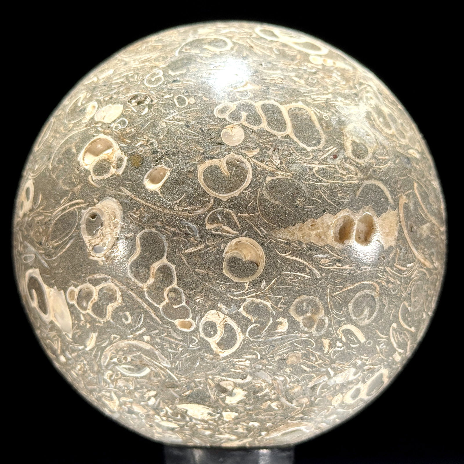 Wonderful set of a coral freeform and a turritella spere - 10