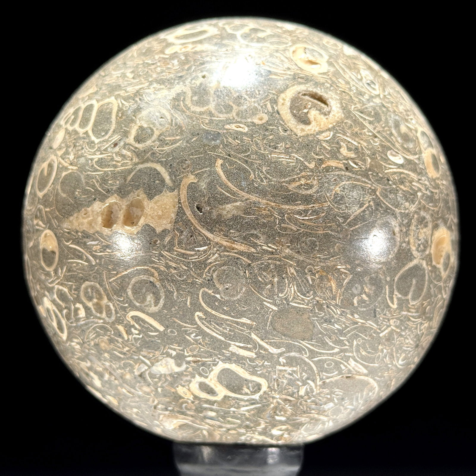 Wonderful set of a coral freeform and a turritella spere - 7