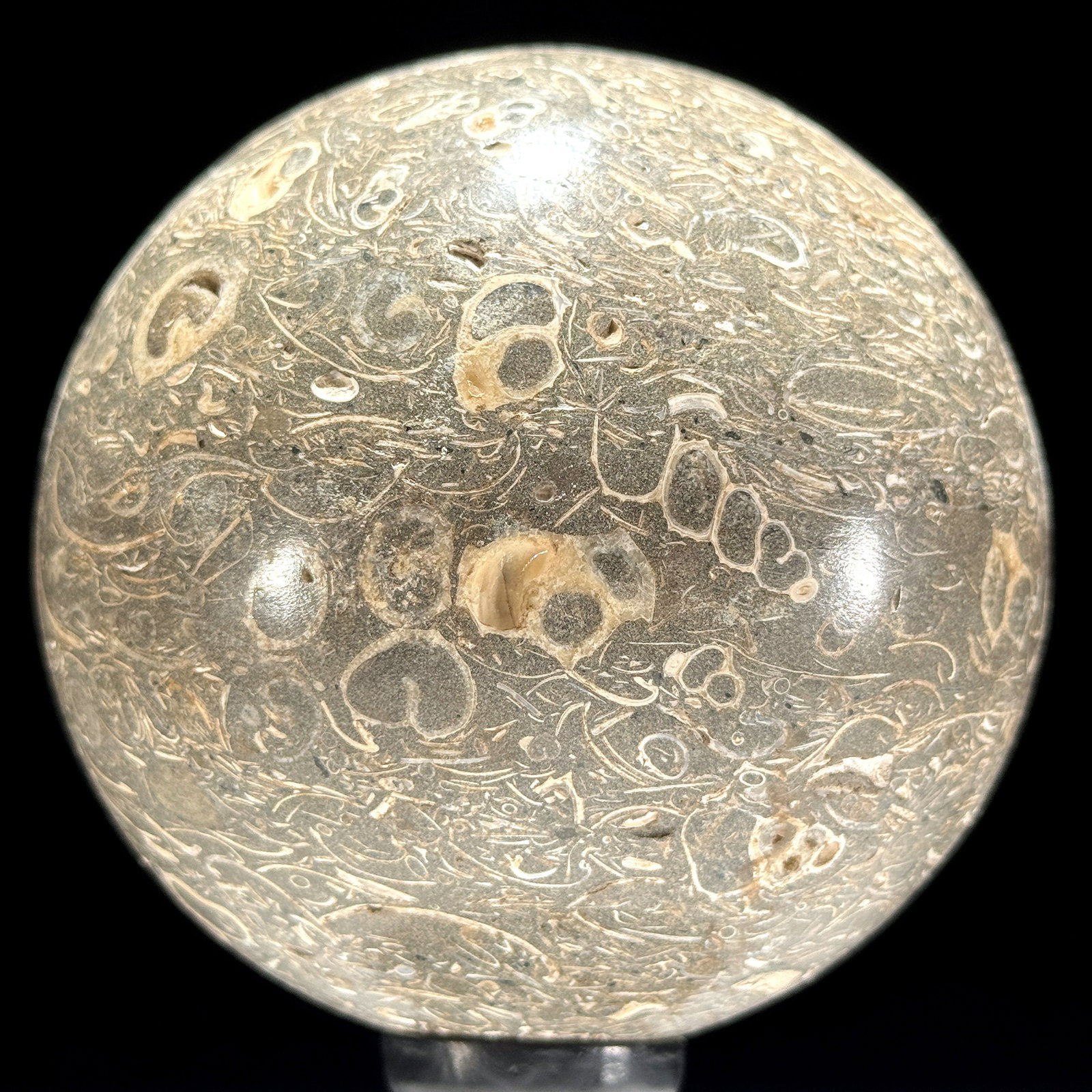 Wonderful set of a coral freeform and a turritella spere - 8