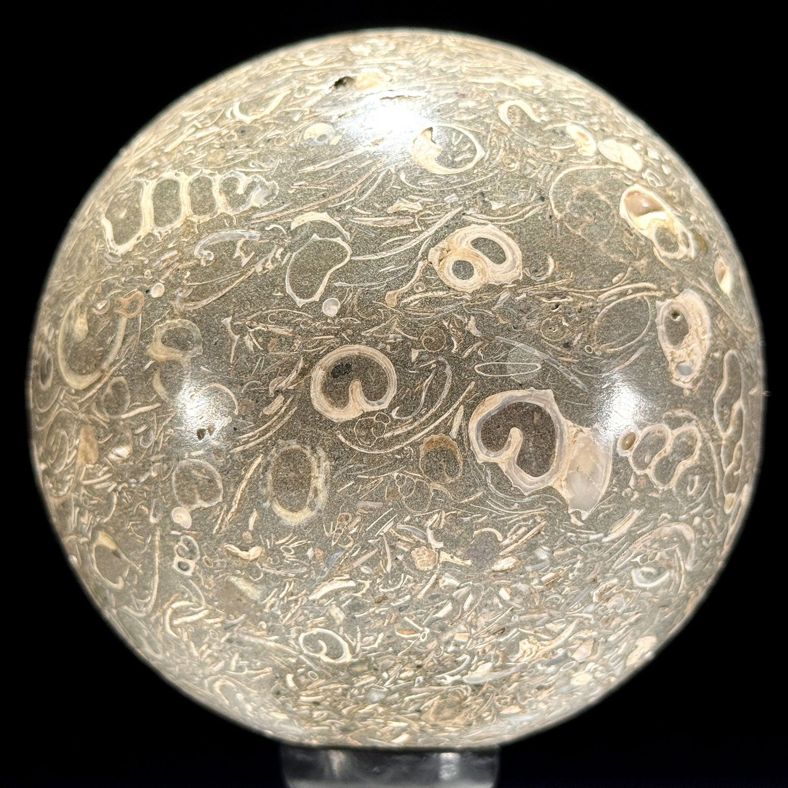 Wonderful set of a coral freeform and a turritella spere - 9