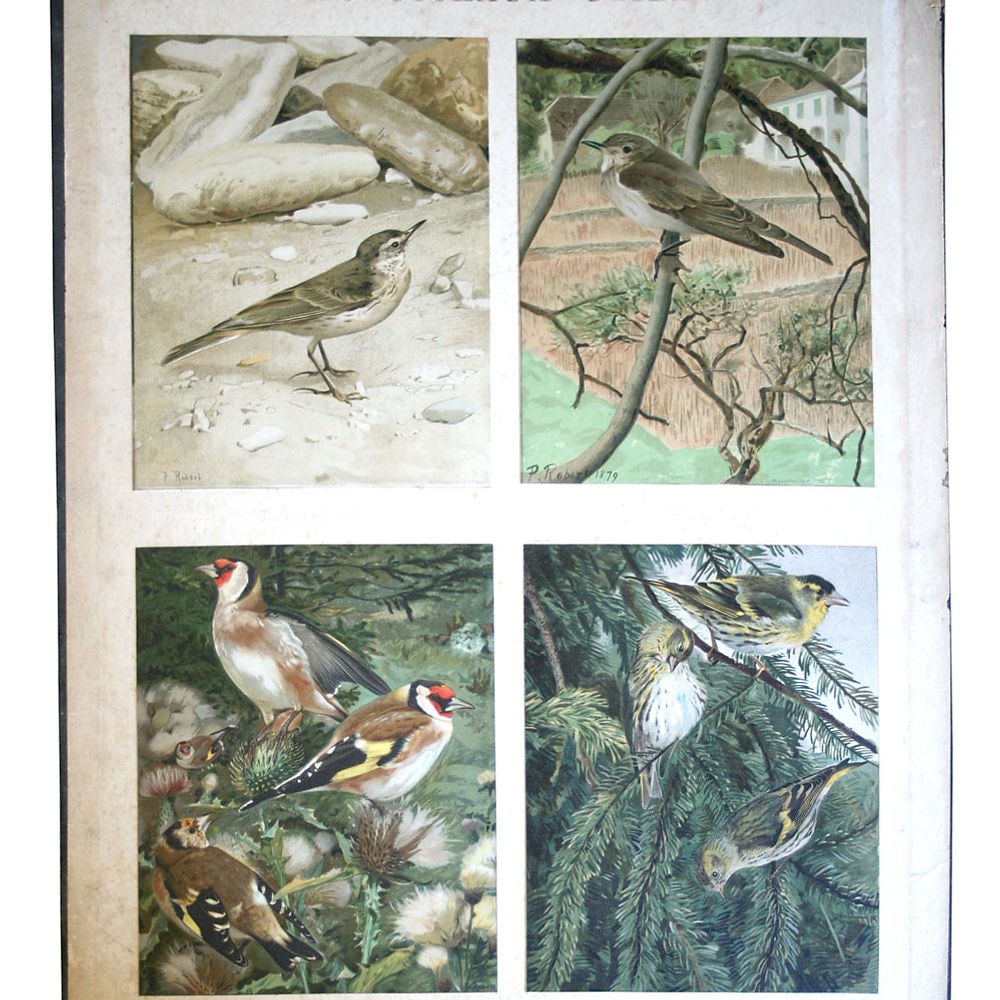 French Chromolithography 1879 birds school prints school aid #3 (1 of 4)