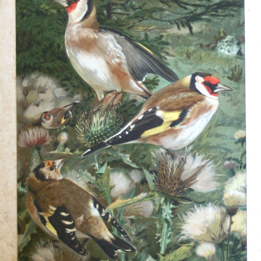 French Chromolithography 1879 birds school prints school aid #3 - 2