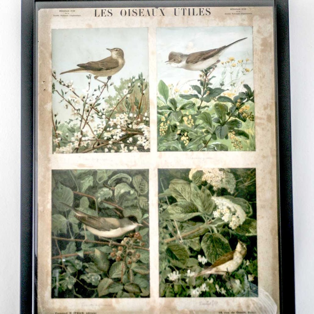 French Chromolithography 1879 birds school prints school aid #3 - 4
