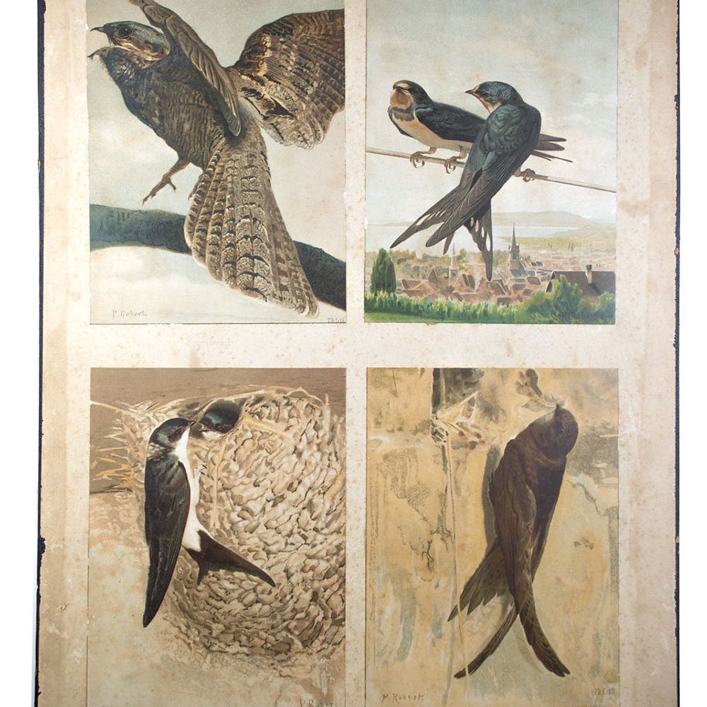 French Chromolithography 1879 birds school prints school aid #1 (1 of 4)