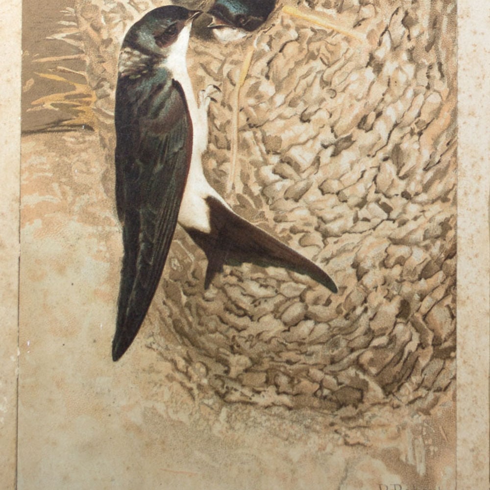 French Chromolithography 1879 birds school prints school aid #1 - 2