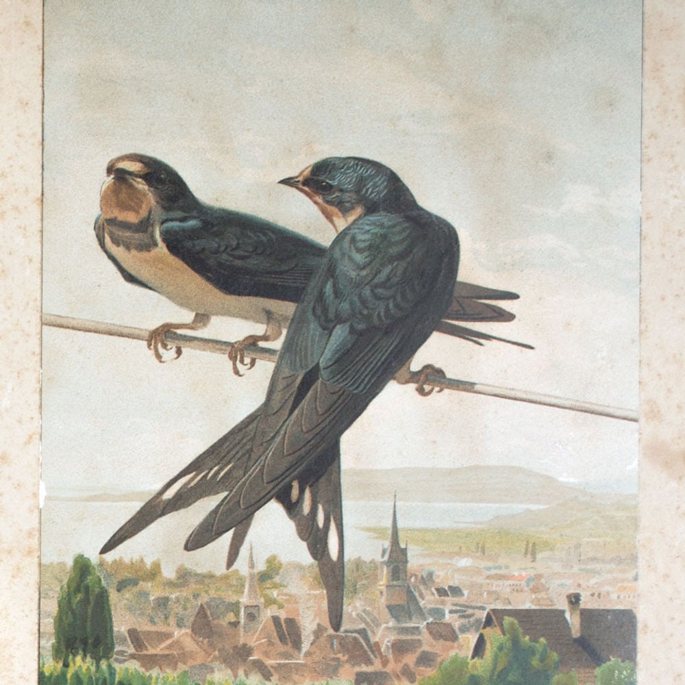 French Chromolithography 1879 birds school prints school aid #1 - 3