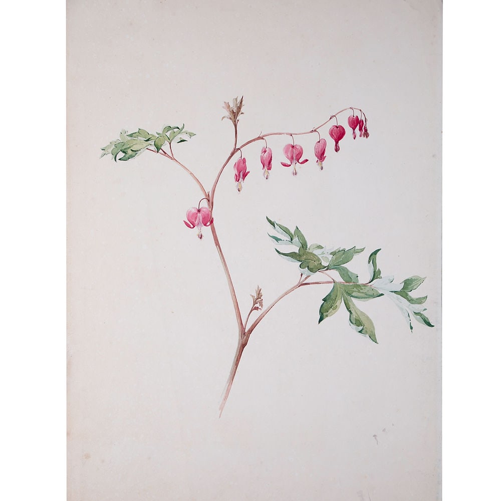 copy of FRENCH aquarellist painting of Dielytra Henri Adam 1890: Made in France during the 1890's this drawing is aquarelle original rendering of White Calla Lily created by Henri Adam (1864 – 1917),Henri ADAM studied with Philippe Zacharie at the Fine Arts s
