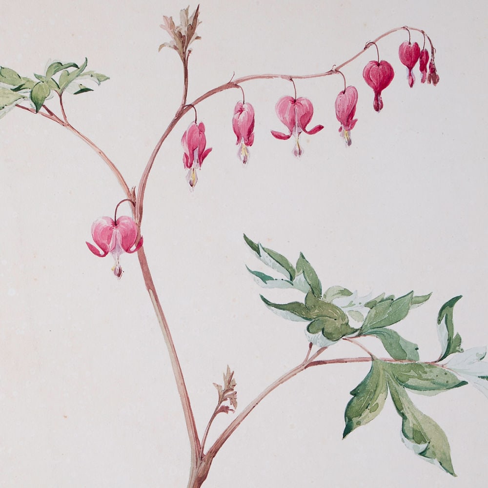 copy of FRENCH aquarellist painting of Dielytra Henri Adam 1890 - 2