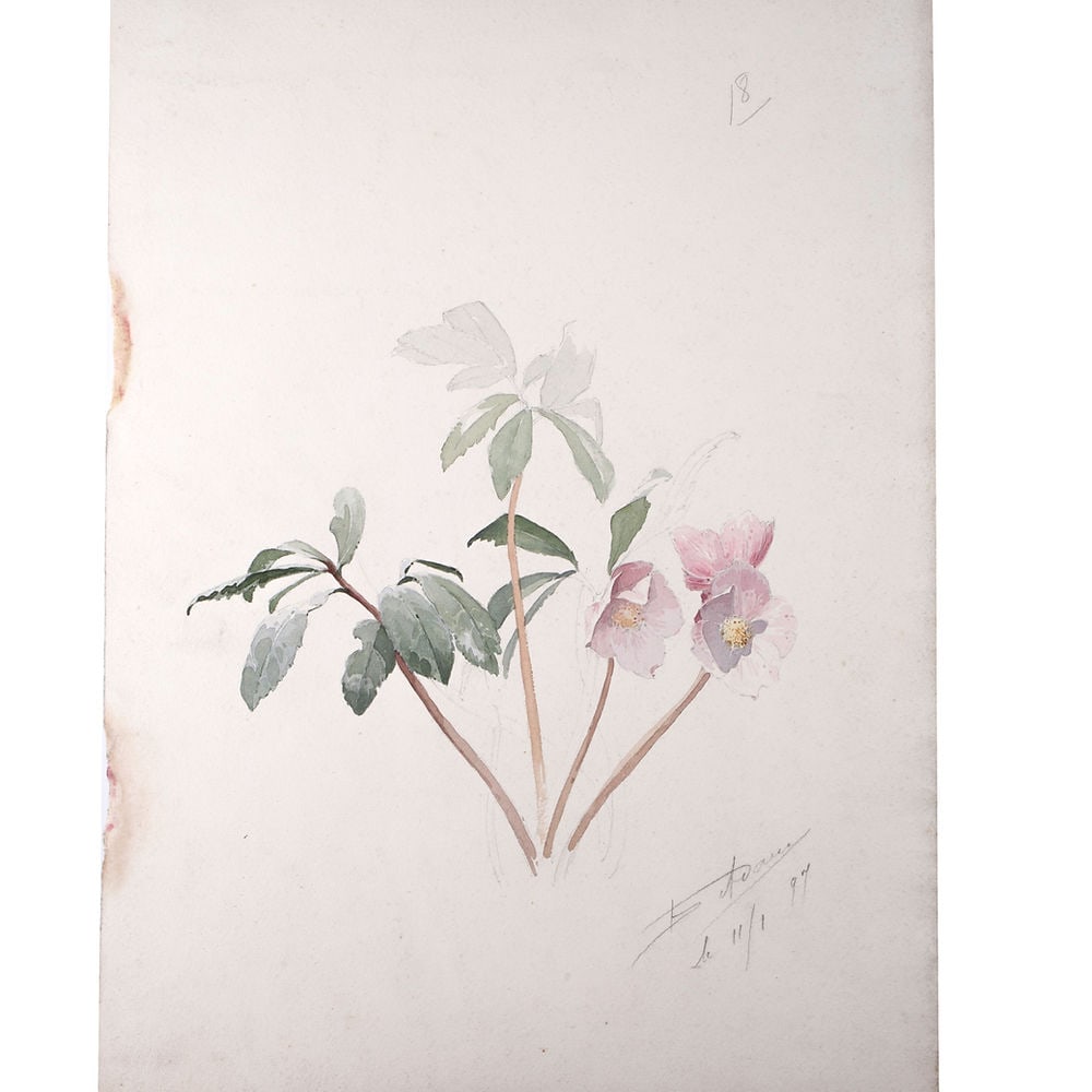 FRENCH aquarellist painting of unfinished esquise Henri Adam 1897: Made in France during the 1890's this drawing is aquarelle original rendering of White Calla Lily created by Henri Adam (1864 – 1917),Henri ADAM studied with Philippe Zacharie at the Fine Arts s