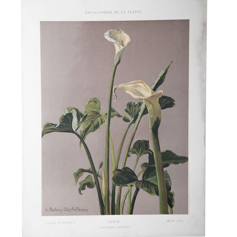Henri Bellery-Desfontaines chromolithographie botanical print Arum Lilie (1 of 5)