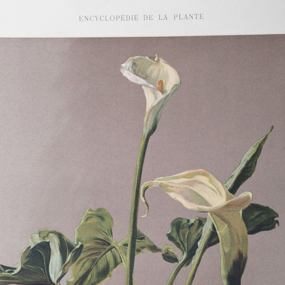 Henri Bellery-Desfontaines chromolithographie botanical print Arum Lilie - 2