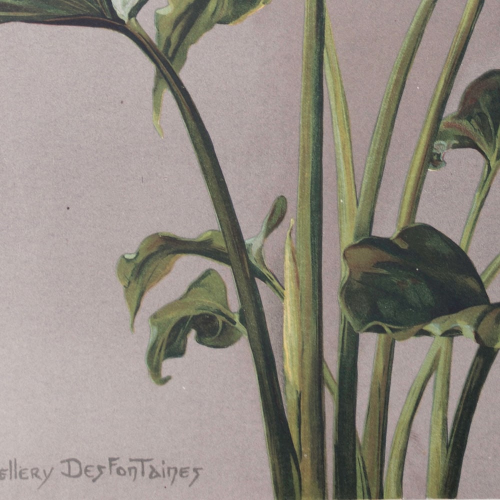 Henri Bellery-Desfontaines chromolithographie botanical print Arum Lilie - 3