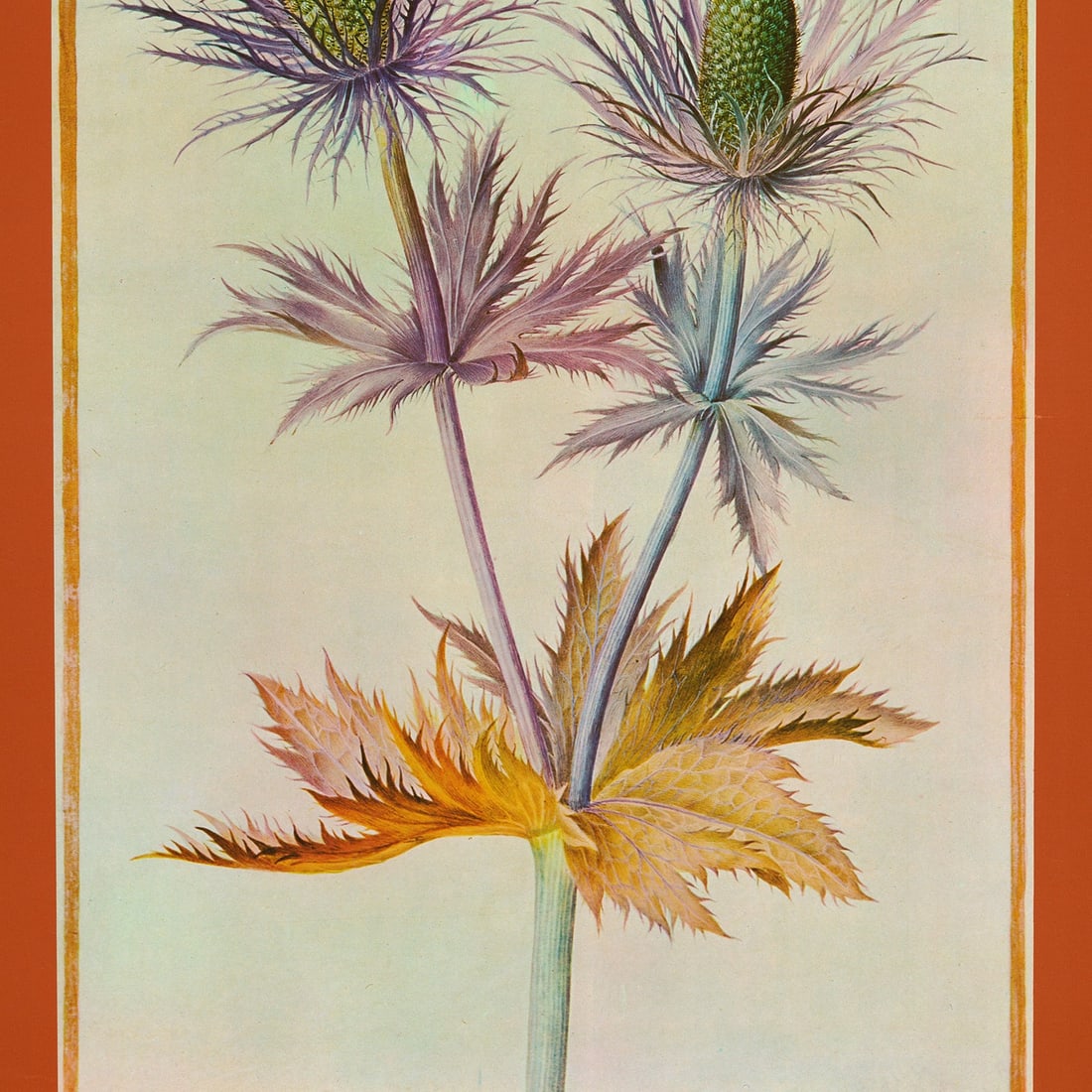 Aquarelle de Maria Sybilla Merian - 3