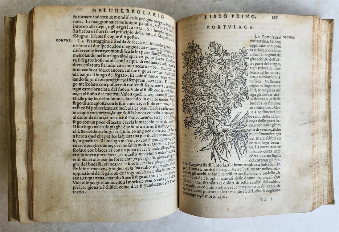 1561 PHARMACOPEIA ILLUSTRATED MEDICAL PLANTS by SANSOVINO antique 16th CENTURY - 15