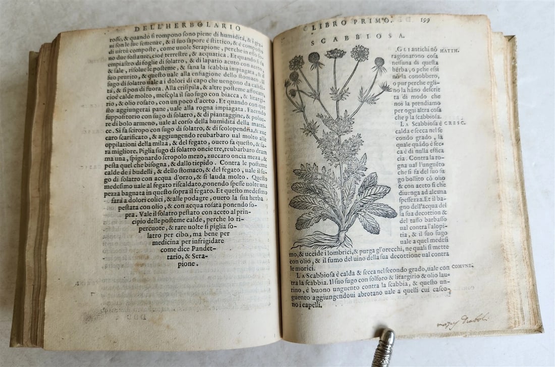 1561 PHARMACOPEIA ILLUSTRATED MEDICAL PLANTS by SANSOVINO antique 16th CENTURY - 5