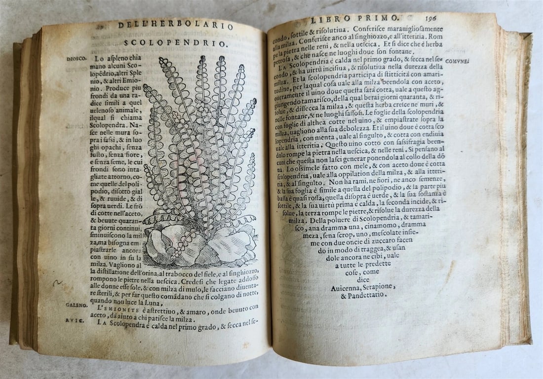 1561 PHARMACOPEIA ILLUSTRATED MEDICAL PLANTS by SANSOVINO antique 16th CENTURY - 6