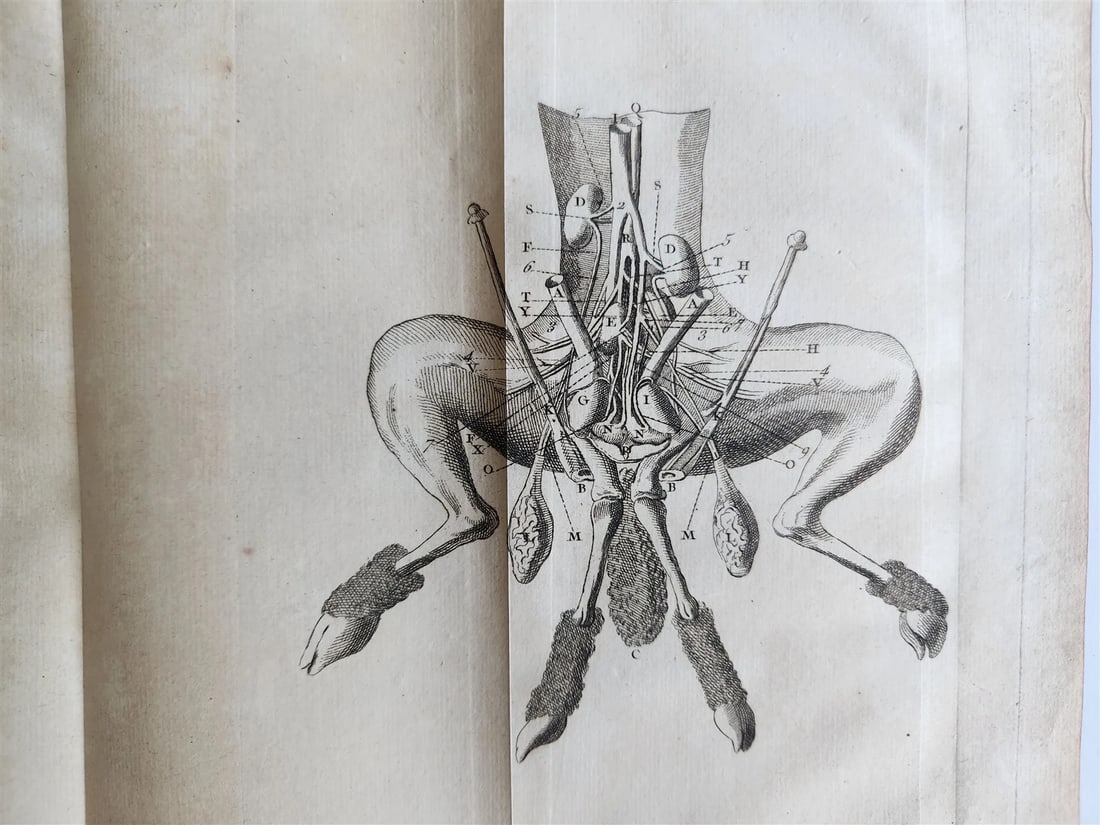 1752 MEDICAL TREATISE ILLUSTRATED ANATOMY by Francois PLANQUE antique V. 7 - 17