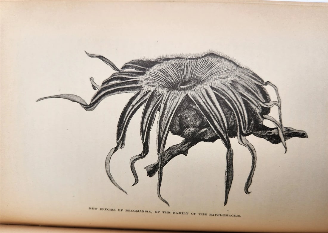 1885 Naturalist's Wanderings in the Eastern Archipelago antique Java Sumatra - 17