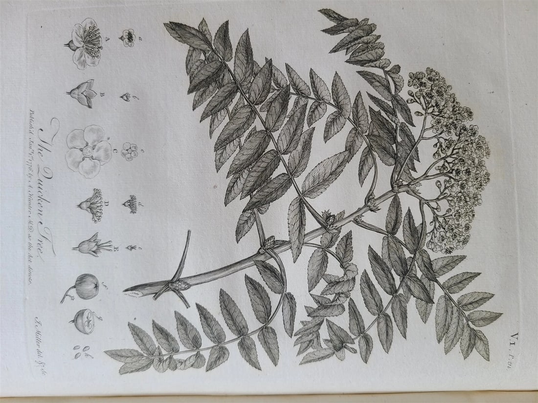 1786 SILVA: DISCOURSE OF FOREST TREES 2 VOLUMES ILLUSTRATED antique in ENGLISH - 16