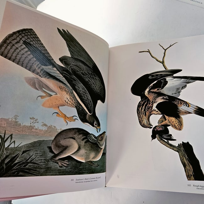 Audubon's Birds of America: Baby Elephant Folio 1981 1st Ed HC DJ - 7