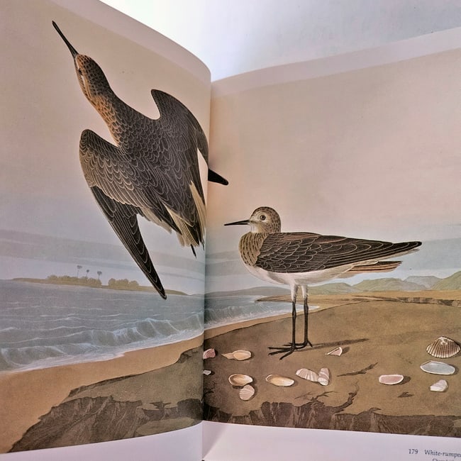 Audubon's Birds of America: Baby Elephant Folio 1981 1st Ed HC DJ - 8