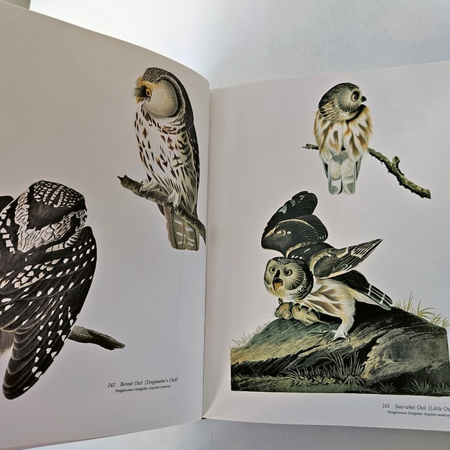 Audubon's Birds of America: Baby Elephant Folio 1981 1st Ed HC DJ - 9