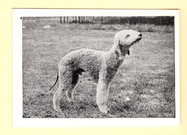 Bedlington Terrier Dog No. 35 Trade Card (1 of 3)