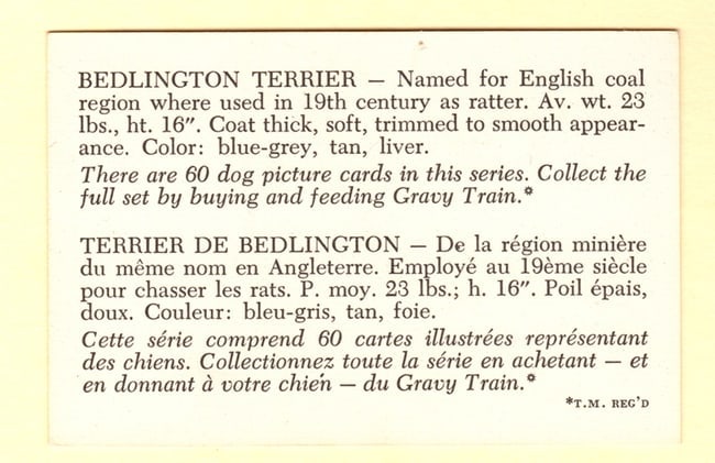 Bedlington Terrier Trade Card - 2