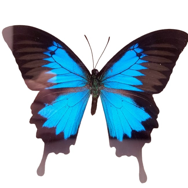 Mountain and Peacock Swallowtail Butterflies Mounted Under Glass - 2