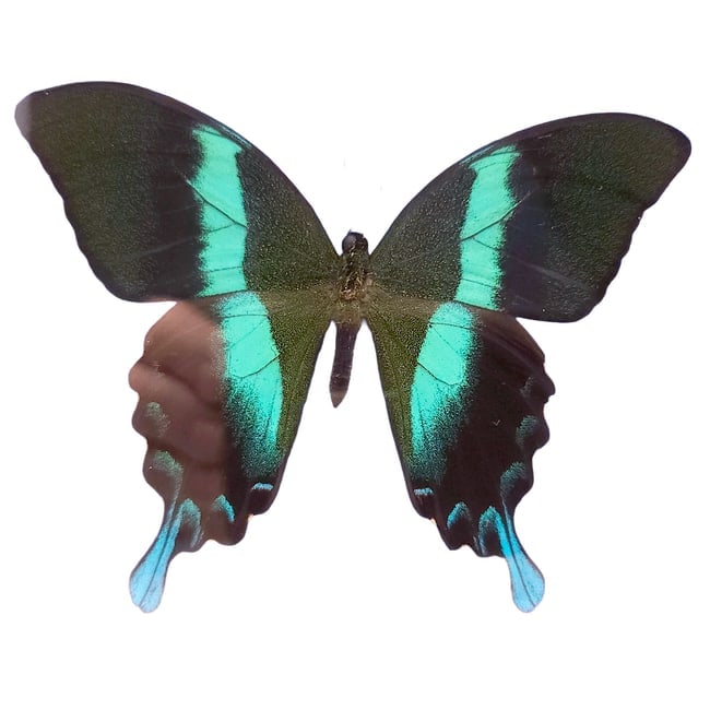 Mountain and Peacock Swallowtail Butterflies Mounted Under Glass - 7