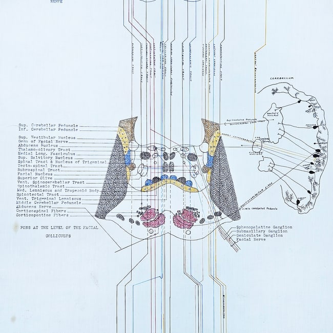 Vintage Pull-down Canvas Neuro Chart entitled "Anatomy of the Brain and Spinal Cord" (1 of 8)
