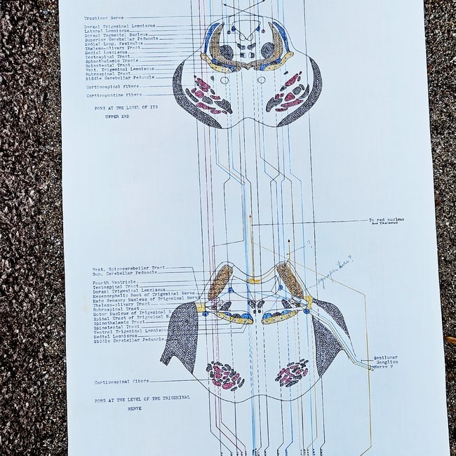 Vintage Pull-down Canvas Neuro Chart entitled "Anatomy of the Brain and Spinal Cord" - 5