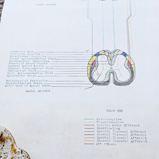 Vintage Pull-down Canvas Neuro Chart entitled "Anatomy of the Brain and Spinal Cord" - 6