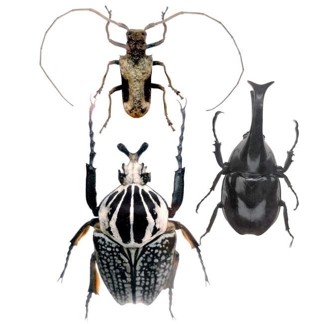 Set of 3 Exotic Bugs Beetles Taxidermy Mounted: Title: Set of 3 Exotic Bugs Beetles Taxidermy Mounted Description: Set of 3 Exotic Bugs Beetles Mounted Under Glass Includes Male brown rhinoceros beetle, Xylotrupes gideon. range of this species is f