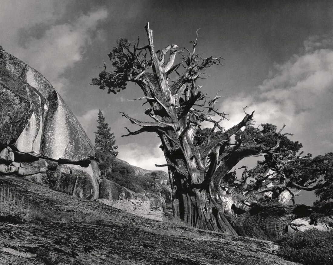 ANSEL ADAMS - Juniper Tree, Yosemite, c. 1940: Artist: ANSEL ADAMS Print Title: Juniper Tree, Triple Peak Canyon, Yosemite, c. 1940 Medium: Duotone Photolithograph Printed 1970s in the US Image Size: approx. 10 x 12.5” Ansel Easton Adams
