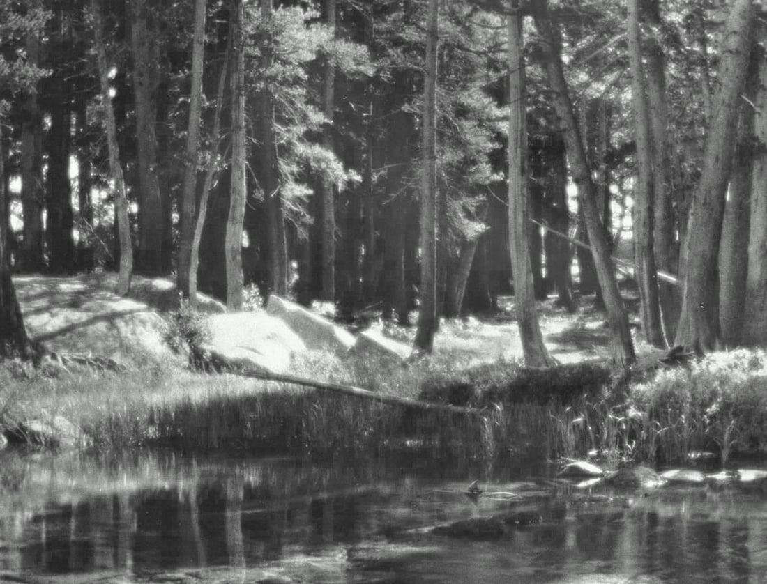 ANSEL ADAMS - Lodgepole Pines, Lyell Fork of the Merced River, 1921: Artist: ANSEL ADAMS Print Title:Lodgepole Pines, Lyell Fork of the Merced River, 1921 Medium: Sheet-fed Gravure Printing Date: 1970s Printed in Switzerland Image Size approx: 6 x 7.5 inches Ansel Adam